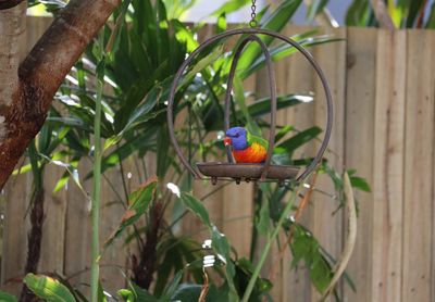 Bird perching on a plant