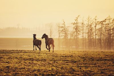 Two horses on field