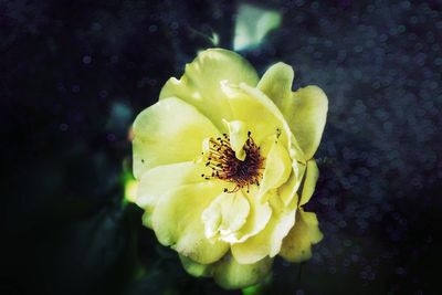 Close-up of yellow flower