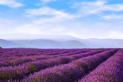 Purple flowering plants on field against sky