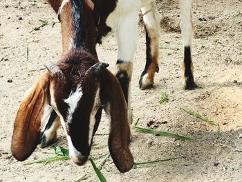 Horse standing on field