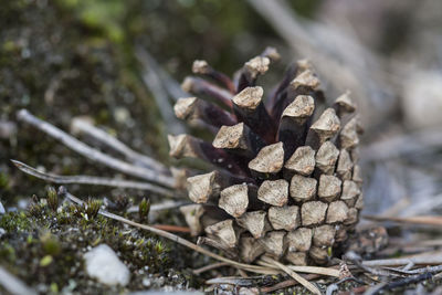 Close-up of pine cone