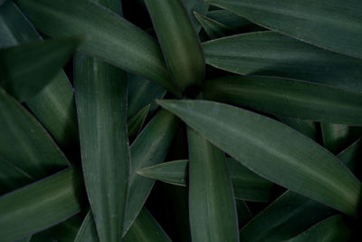 Full frame shot of succulent plant growing in field