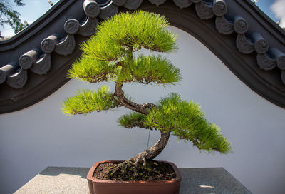 High angle view of potted plant