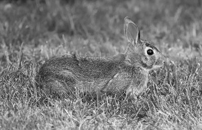 Close-up of lizard on land