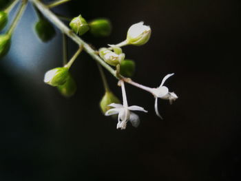 Close-up of flowers against blurred background