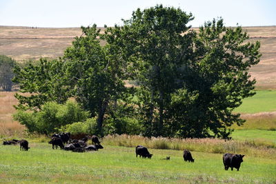 Horses in a field