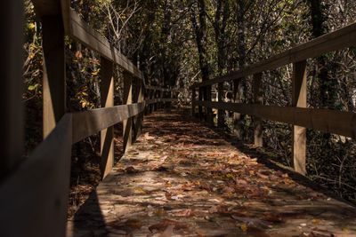 Footbridge in forest