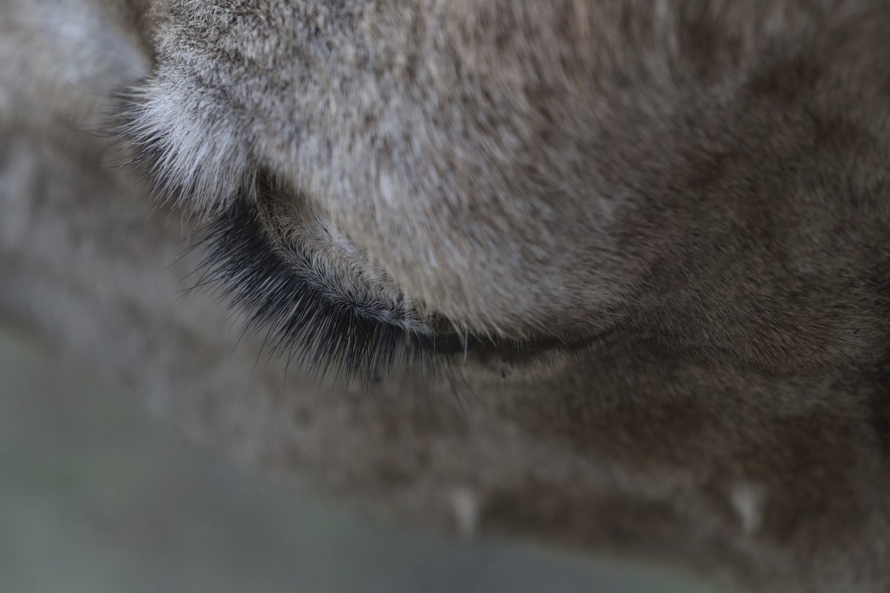 CLOSE-UP OF CAT WITH EYES