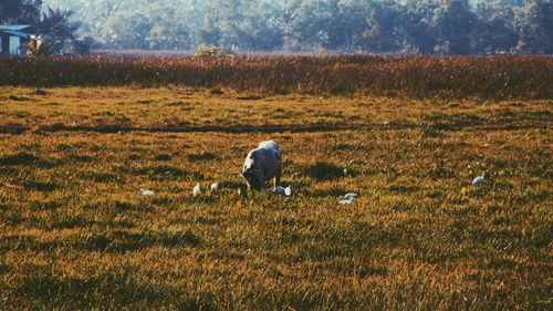 Rear view of man with dog walking in field