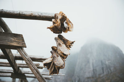 Close-up of dry leaf on wood against sky