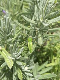 Close-up of green insect on plant