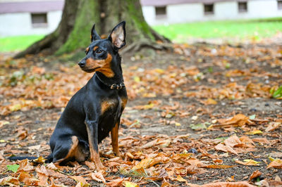 Dog looking away on field during autumn