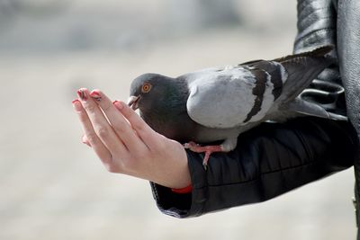 Close-up of hand holding bird