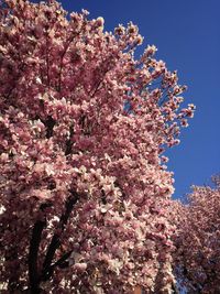 Low angle view of pink flowers