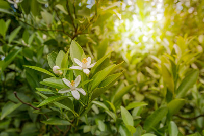 Close-up of green flowers blooming outdoors