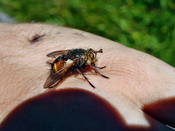 Close-up of hand holding insect