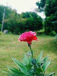 Close-up of red flower blooming on field