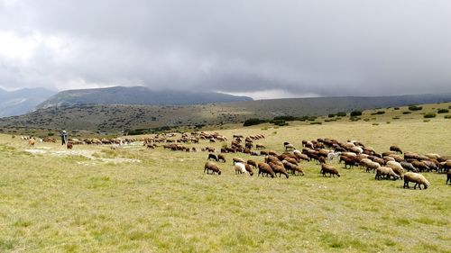 Flock of sheep high in the mountain
