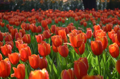 Close-up of red tulips in field