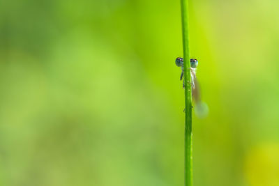 Close-up of insect on grass