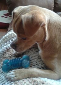 Close-up of dog lying on ground
