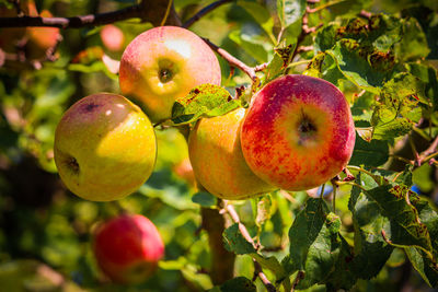 fruit