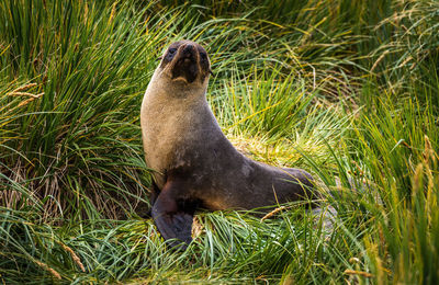 Seal pup on grassy field