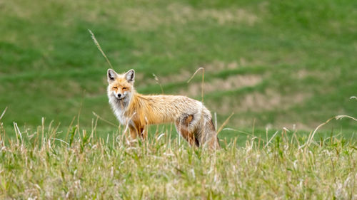 animal
