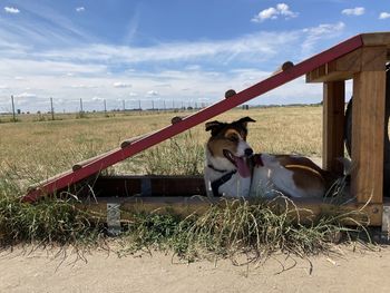 Dog sitting in a field