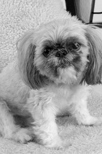 Close-up portrait of dog