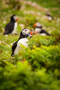 puffin with a