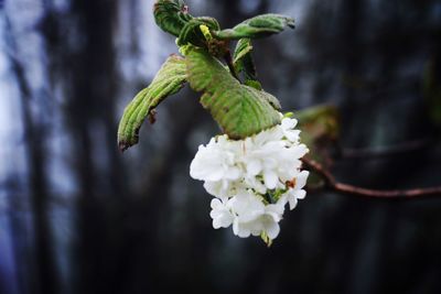 Close-up of white flowers blooming in park