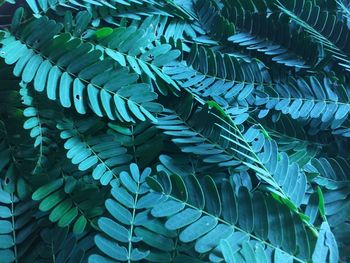 Tamarind leaves