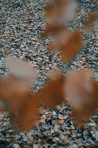 High angle view of pebbles on shore