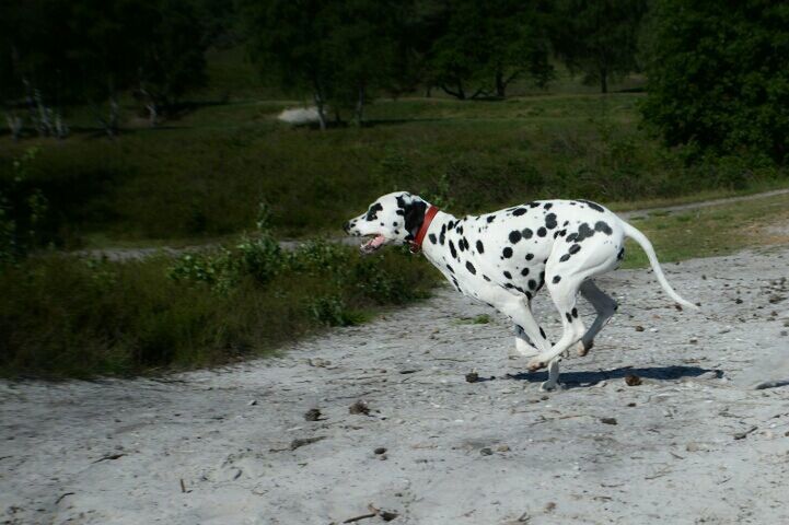 Dalmatier