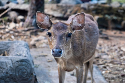 Portrait of deer