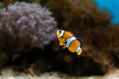 Fish swimming in aquarium