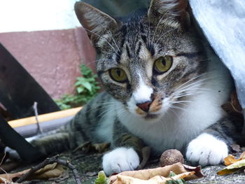 Close-up portrait of cat