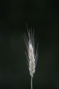 Close-up of plant against black background