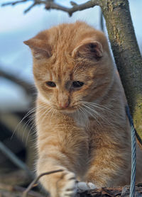 Close-up portrait of a cat