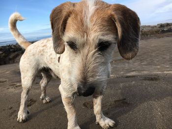 Close-up of puppy standing at beach against sky
