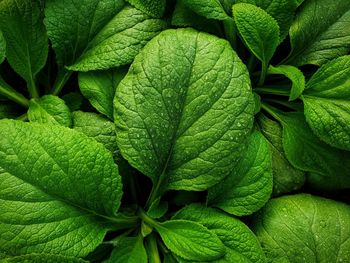 Full frame shot of green leaves