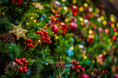 Close-up of christmas tree