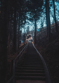 Walkway amidst trees in forest