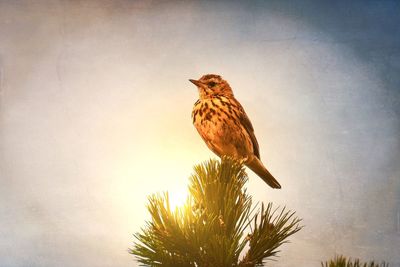 Bird perching on a tree