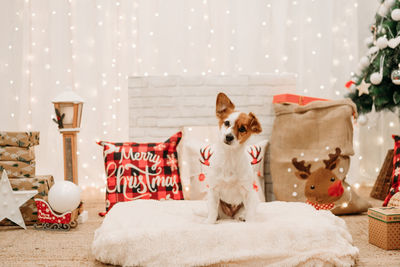 Adorable jack russell dog indoor in front of christmas decoration at home