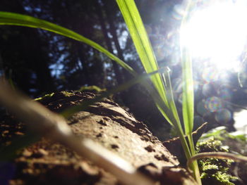 Close-up of plant growing on field during sunny day