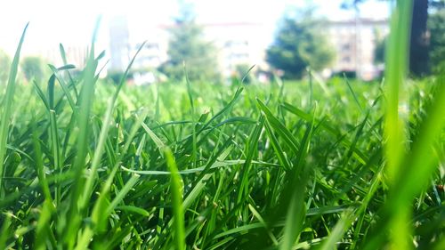 Close-up of fresh green grass in field