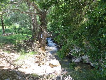 River flowing amidst trees in forest